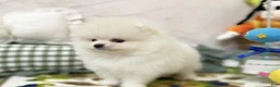 Pomeranian dogs for sale: Luna - Ad 1