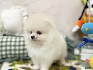 Pomeranian dogs for sale: Luna - Ad 2