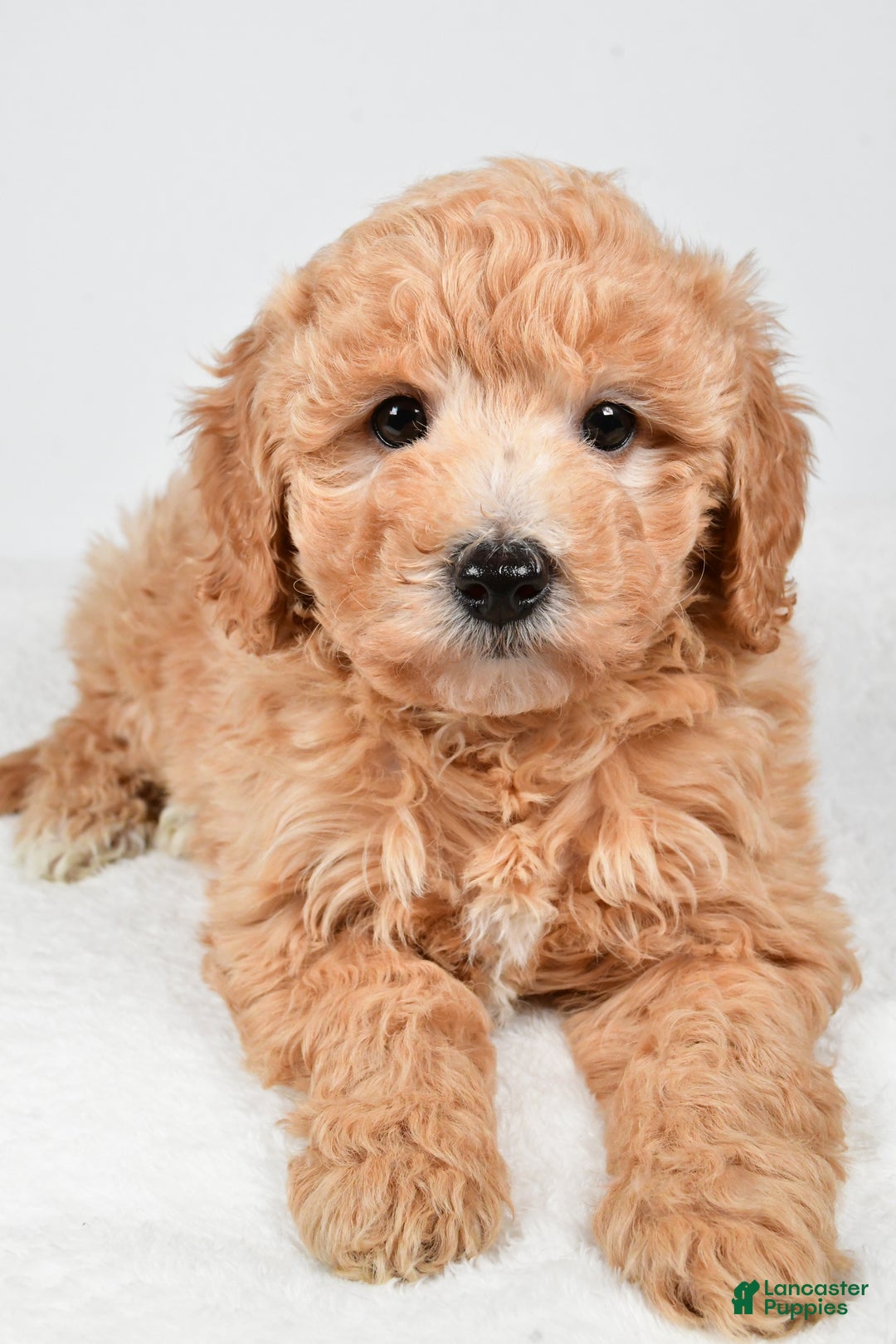Mini Goldendoodle dogs for sale: Holly - Ad 5