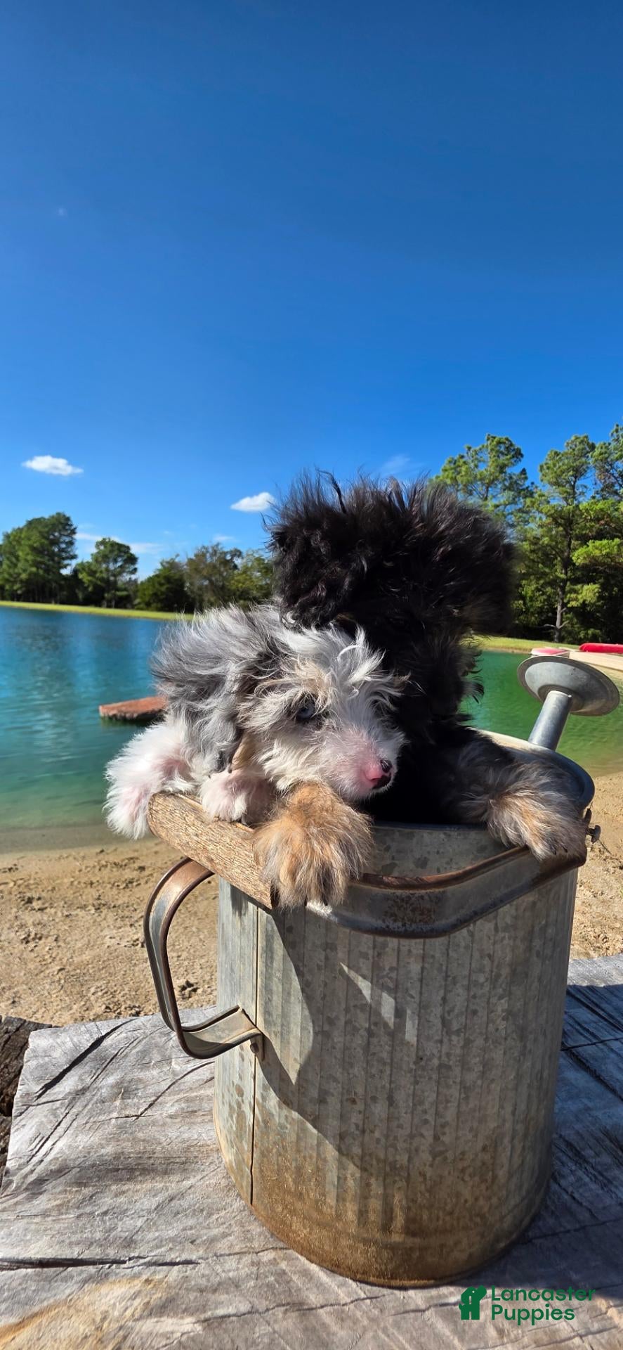 Mixed Breed dogs Mixed Breed 2 - Ad 1