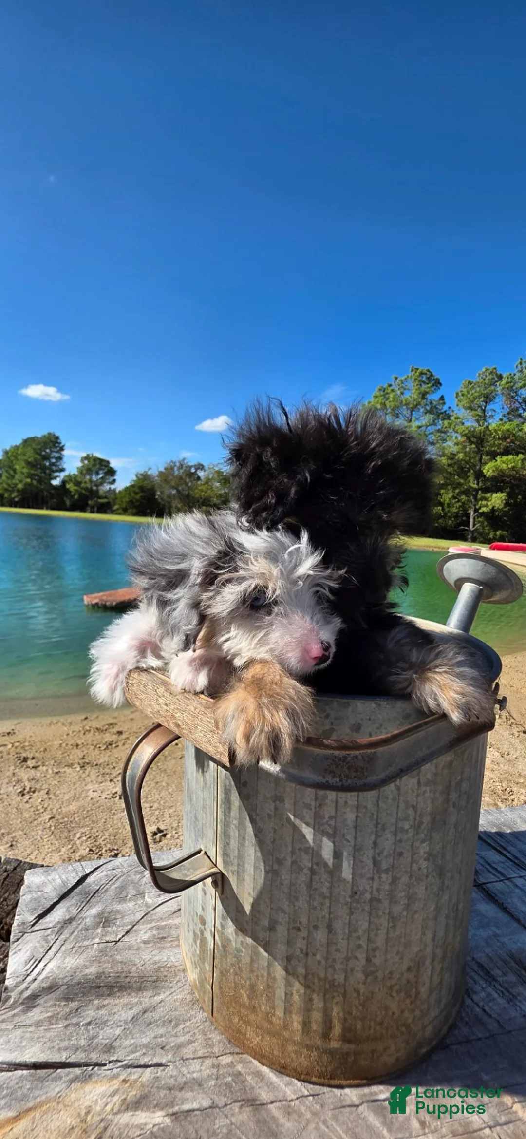 Mixed Breed dogs for sale: Mixed Breed 2 - Ad 1