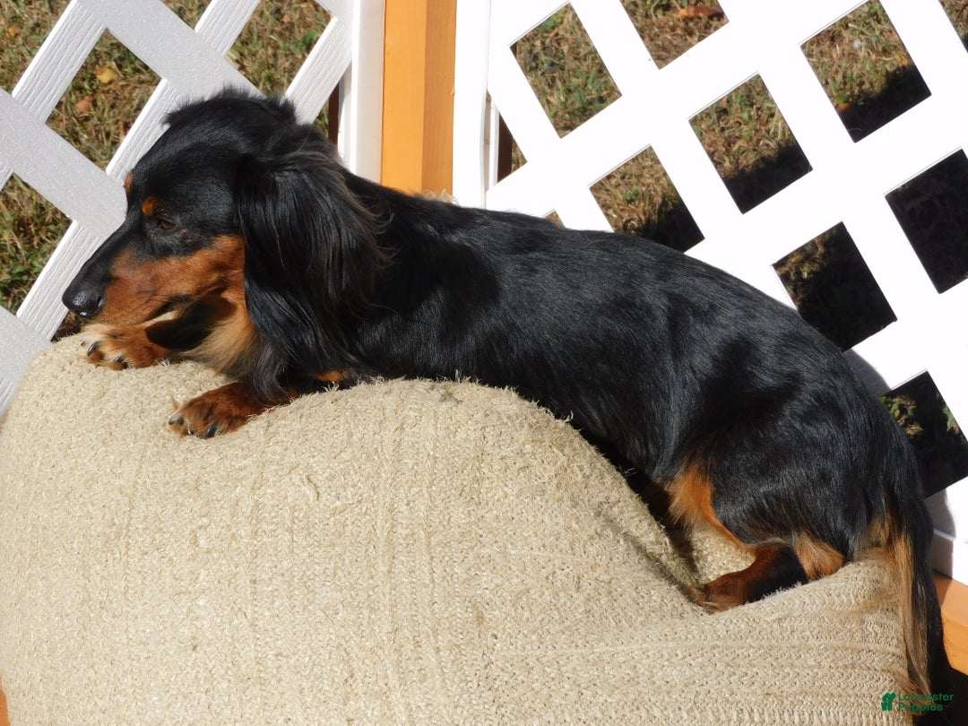 Miniature Dachshund dogs for sale: LMA's ChampionDoxie Snoop Dogg - Ad 45