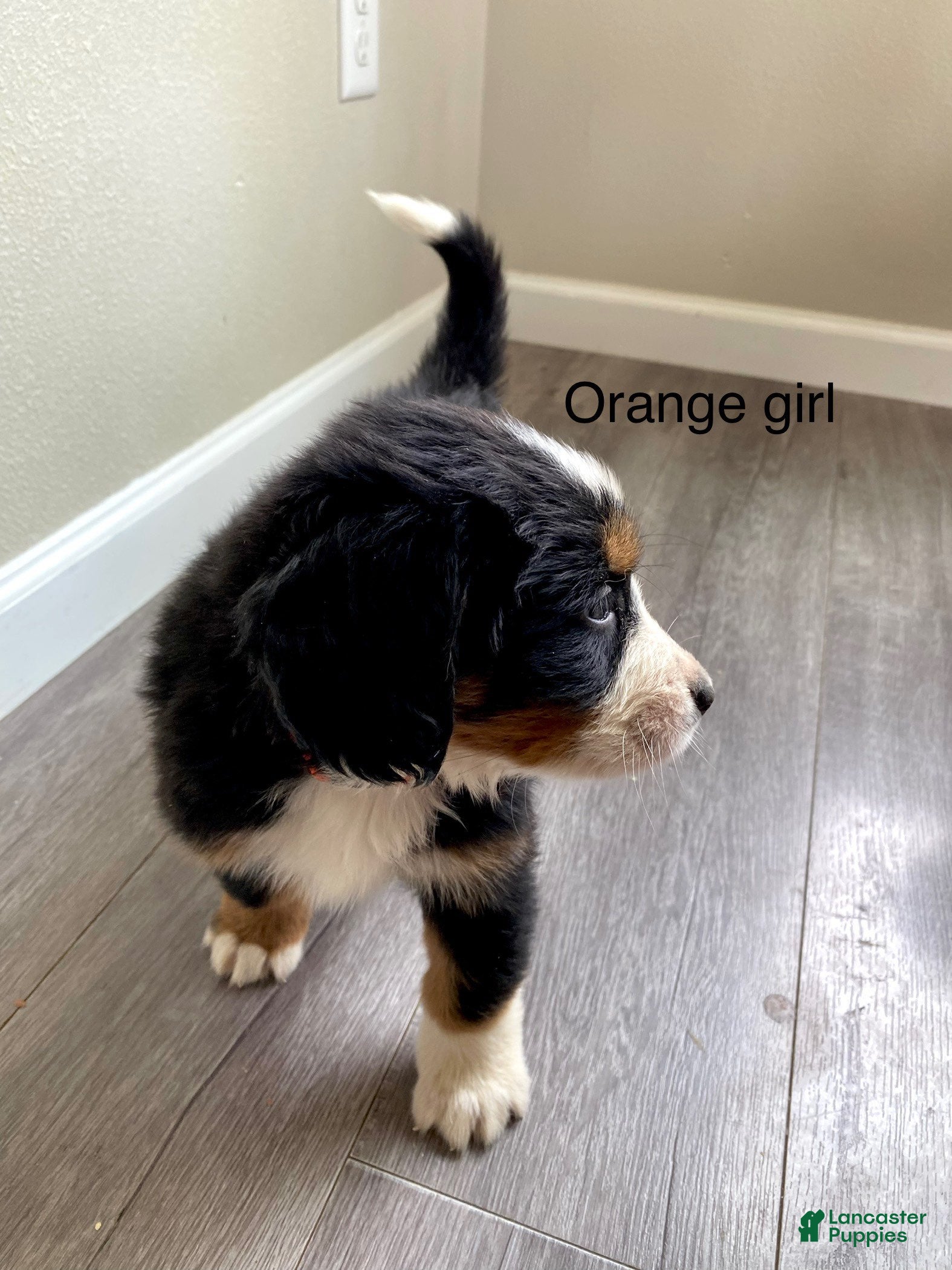 Bernedoodle dogs orange_female - Ad 1