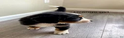 Bernedoodle dogs for sale: orange_female - Ad 1