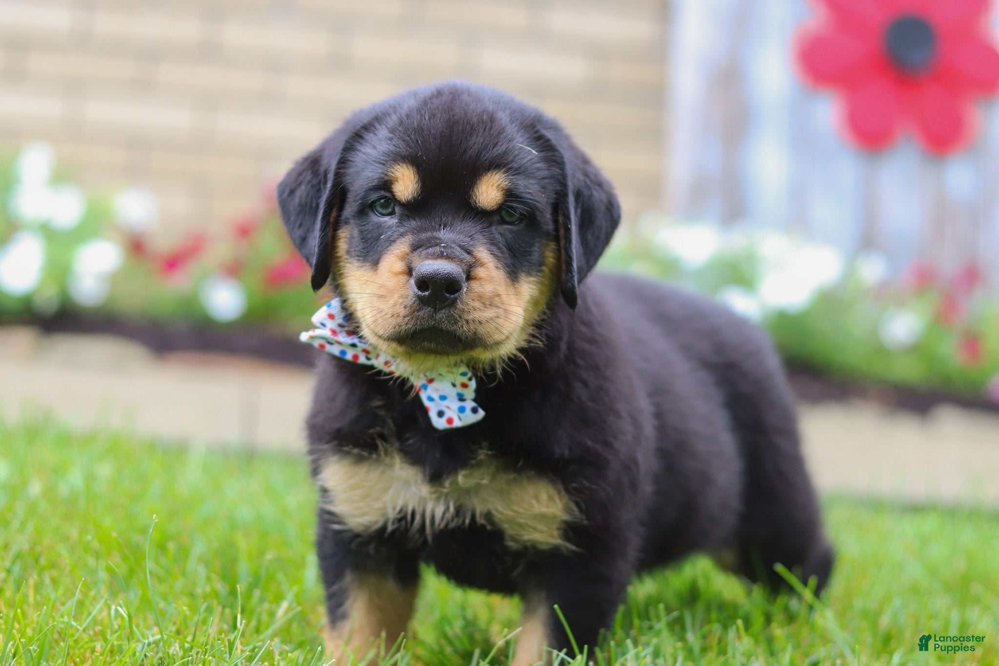 Rottweiler dogs Duke - Ad 2