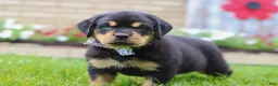 Rottweiler dogs for sale: Duke - Ad 2