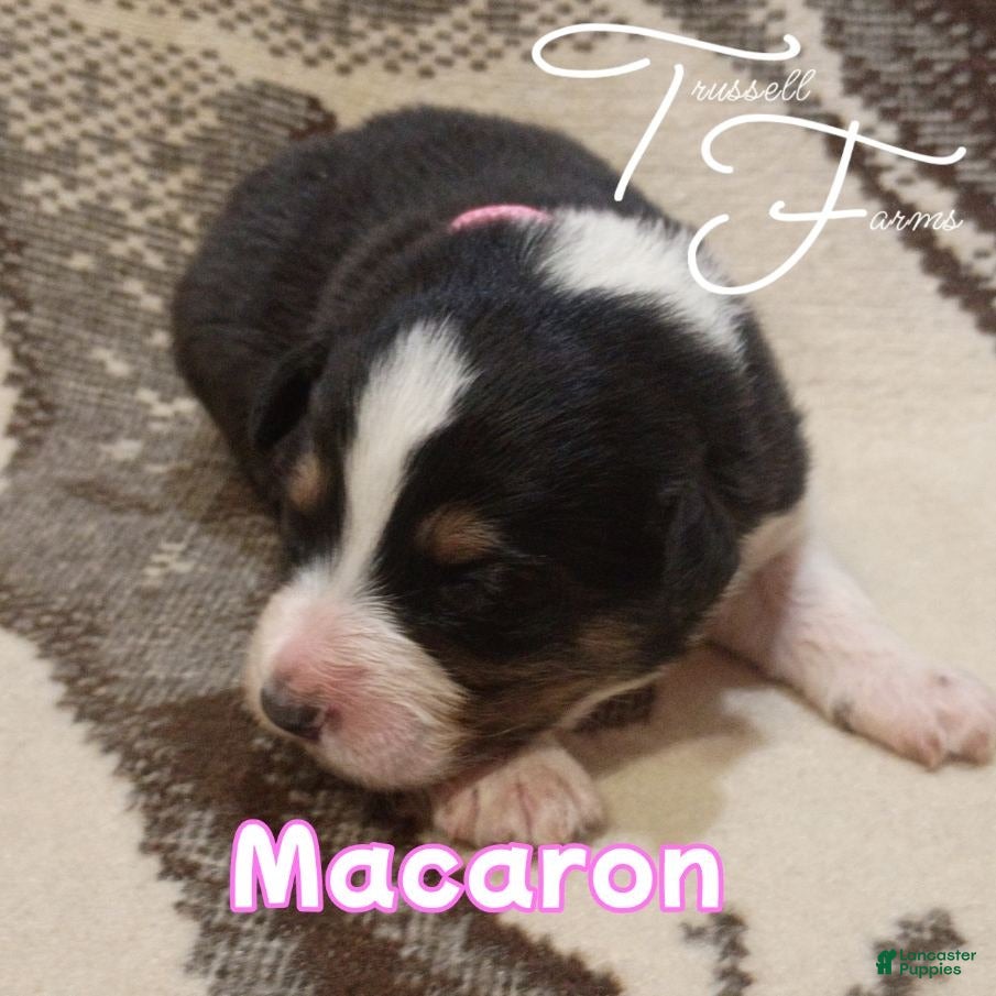 Australian Shepherd dogs Macaron - Ad 1