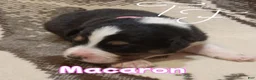 Australian Shepherd dogs for sale: Macaron - Ad 1