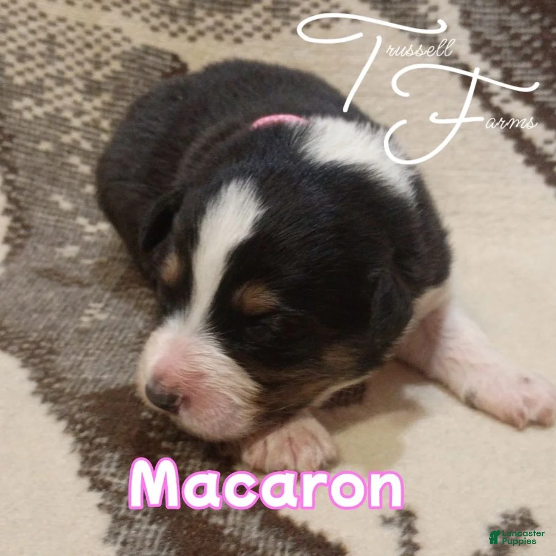 Australian Shepherd dogs for sale: Macaron - Ad 1