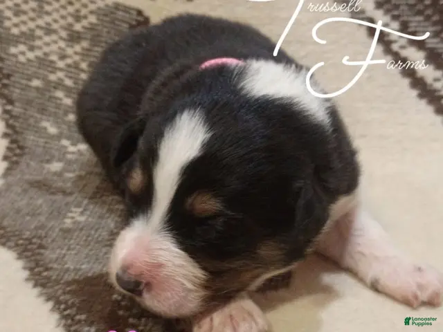 Australian Shepherd dogs for sale: Macaron - Ad 2