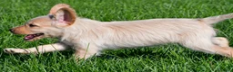 Labradoodle dogs for sale: Sadie - Ad 13