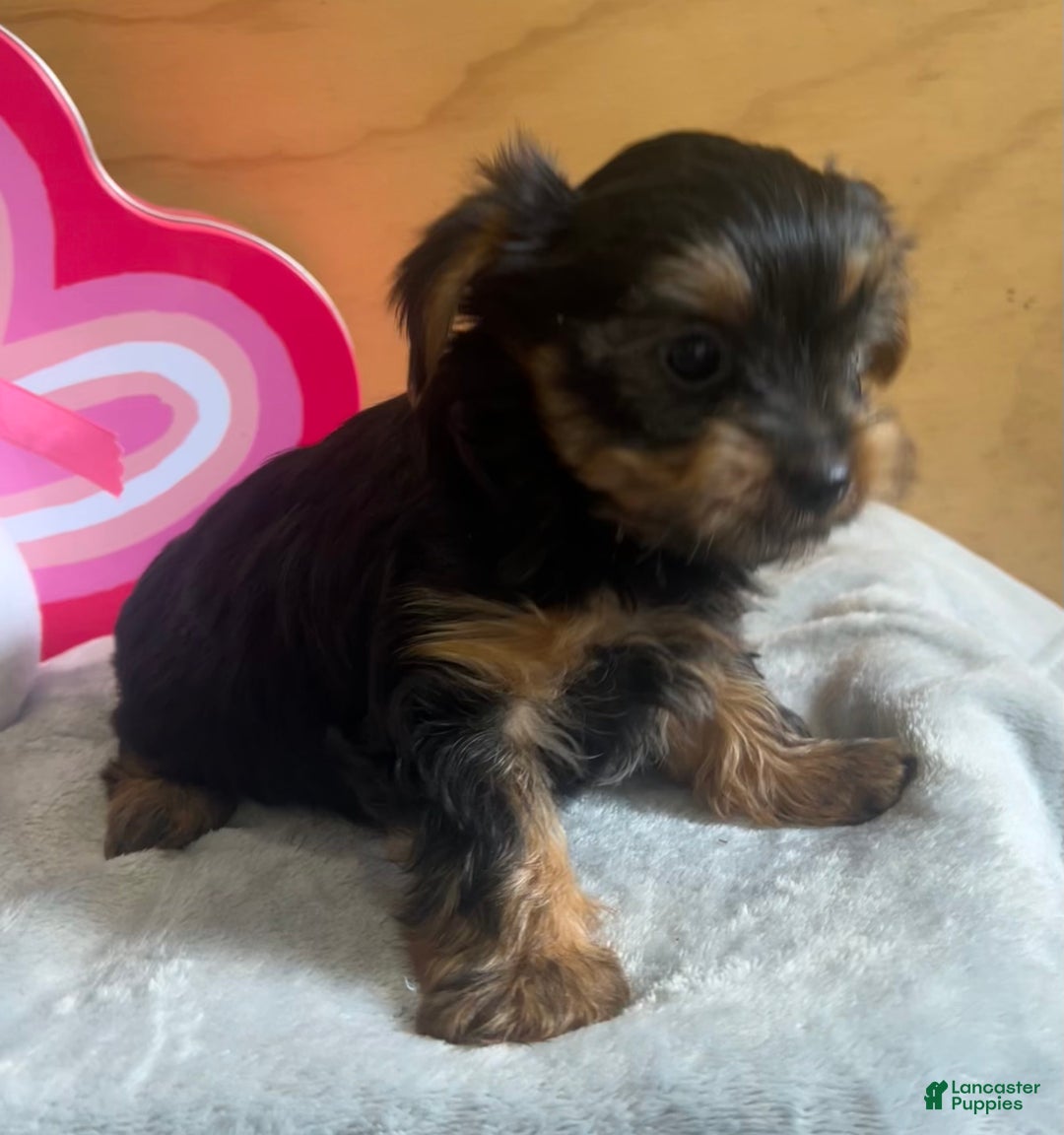 Yorkshire Terrier dogs for sale: Luca - Ad 4