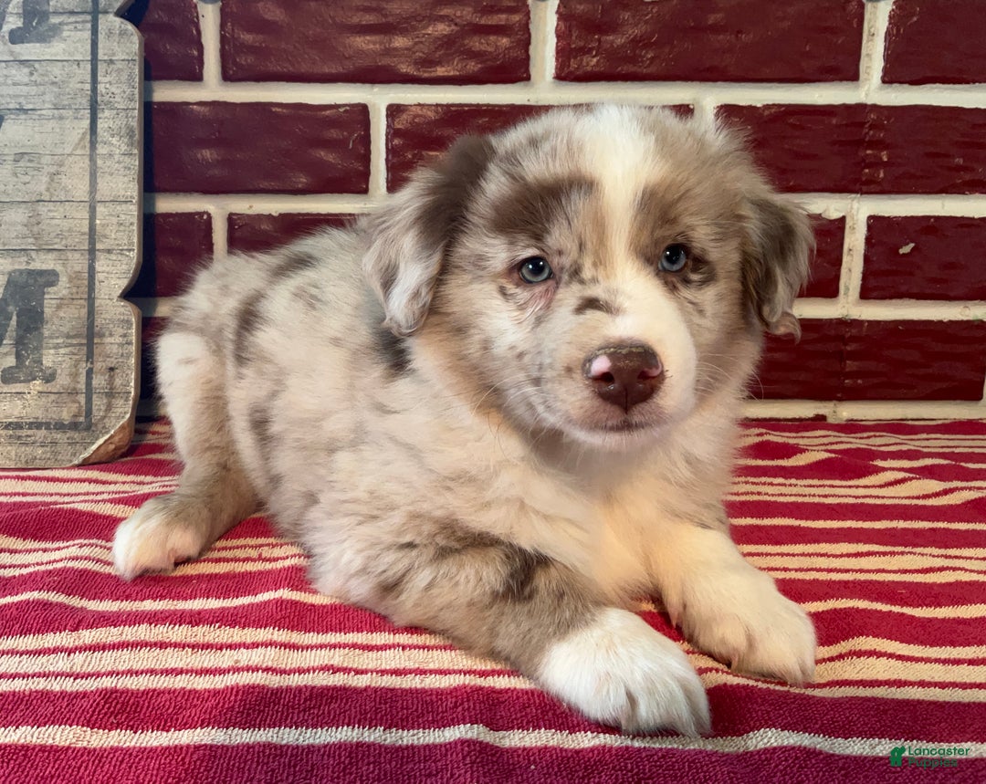 Mixed Breed dogs for sale: Sara - Ad 3