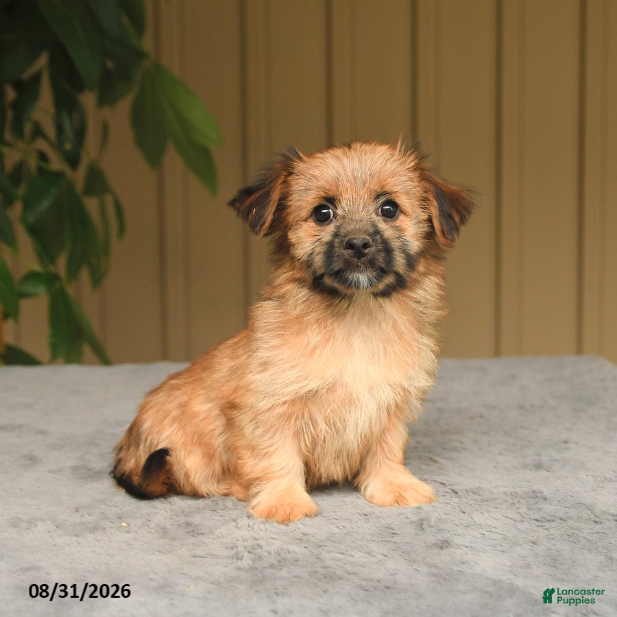 Mixed Breed dogs Gracie - Ad 1