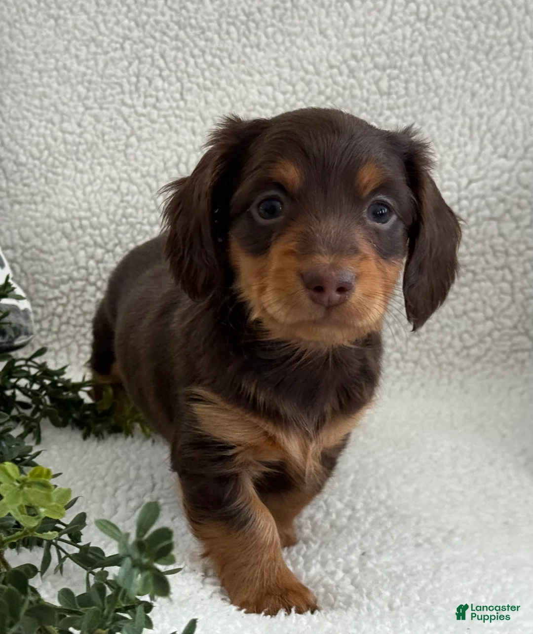 Miniature Dachshund dogs for sale: Tarla - Ad 8