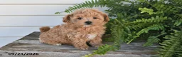 Maltipoo dogs for sale: Bowie - Ad 1