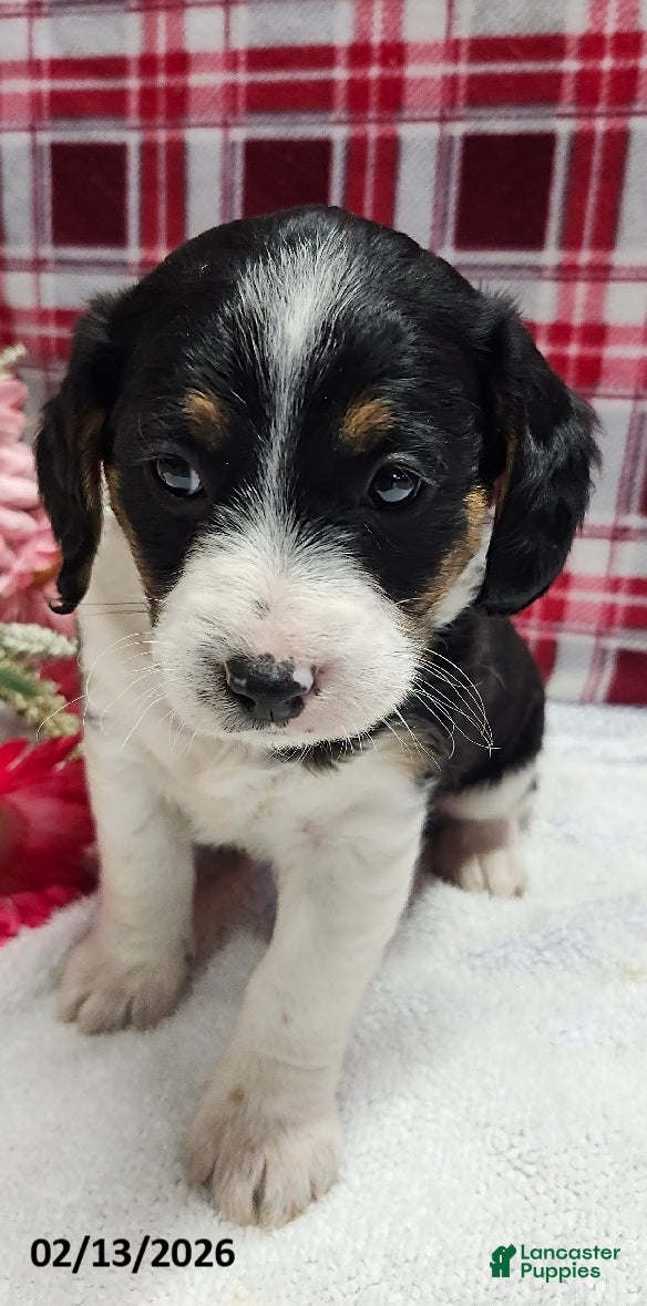 Mixed Breed dogs Prince   - Ad 2