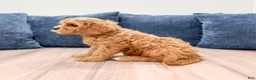 Cavapoo dogs for sale: Bryce - Ad 4