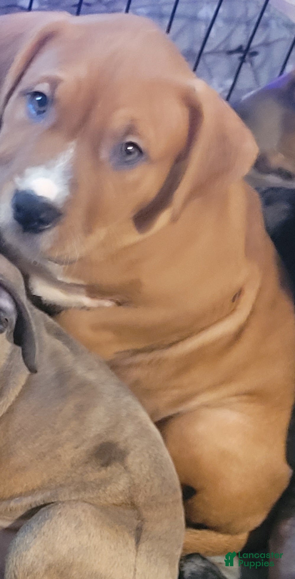 American Pit Bull Terrier dogs Rosemary - Ad 35