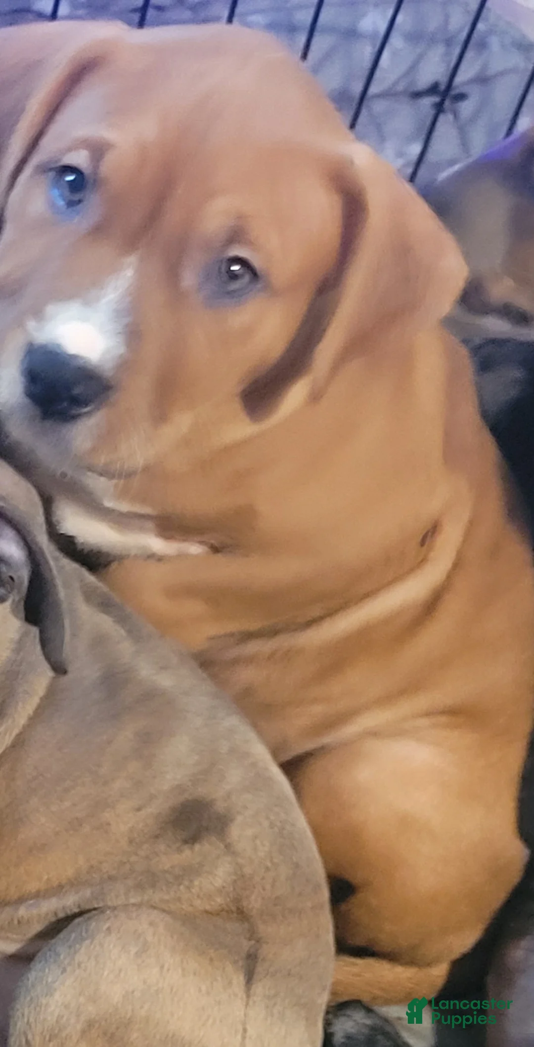 American Pit Bull Terrier dogs for sale: Rosemary - Ad 1