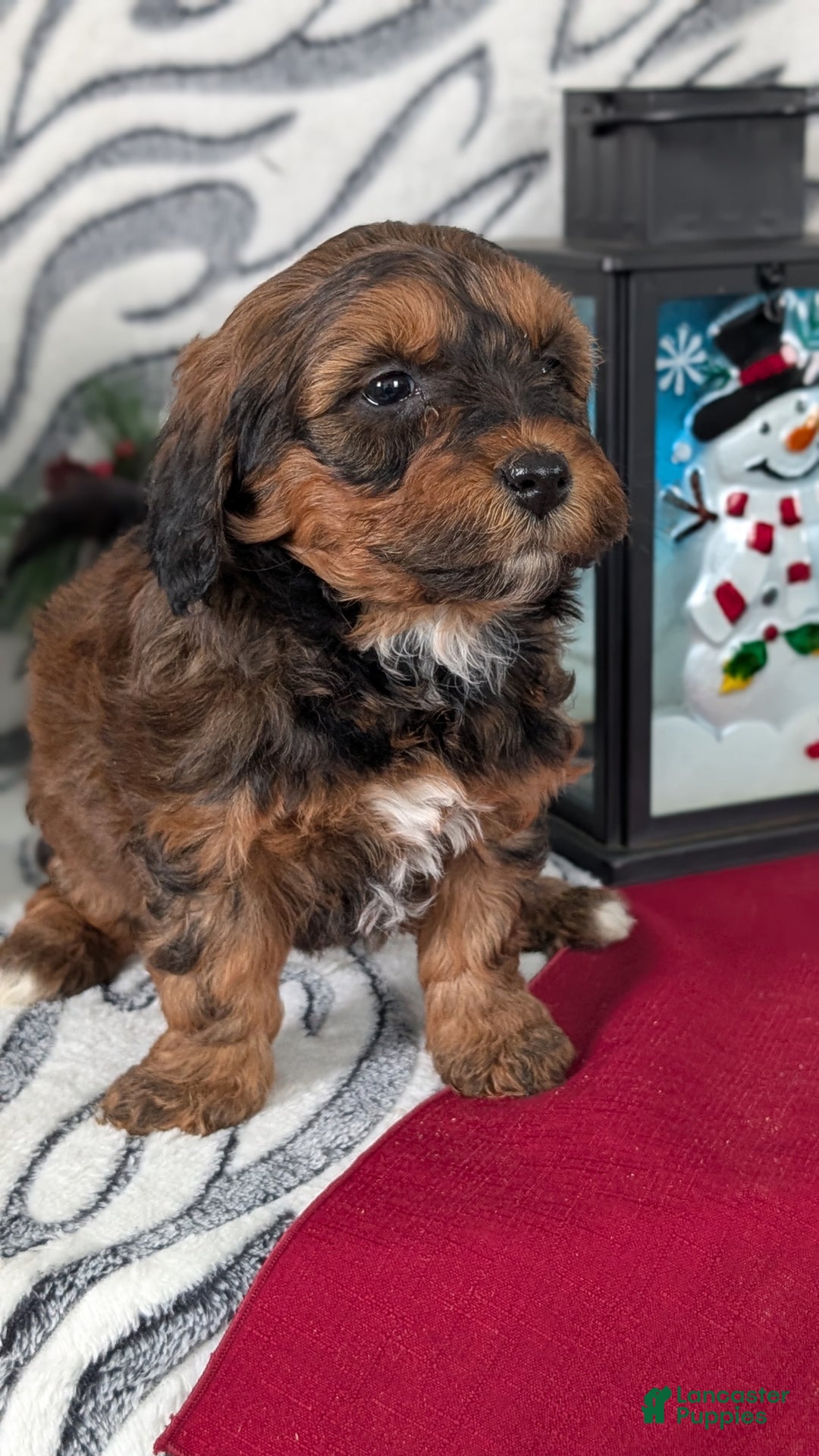 Mixed Breed dogs for sale: Addi - Ad 4