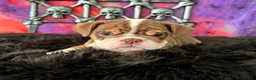 English Bulldog dogs for sale: Nugget - Ad 4