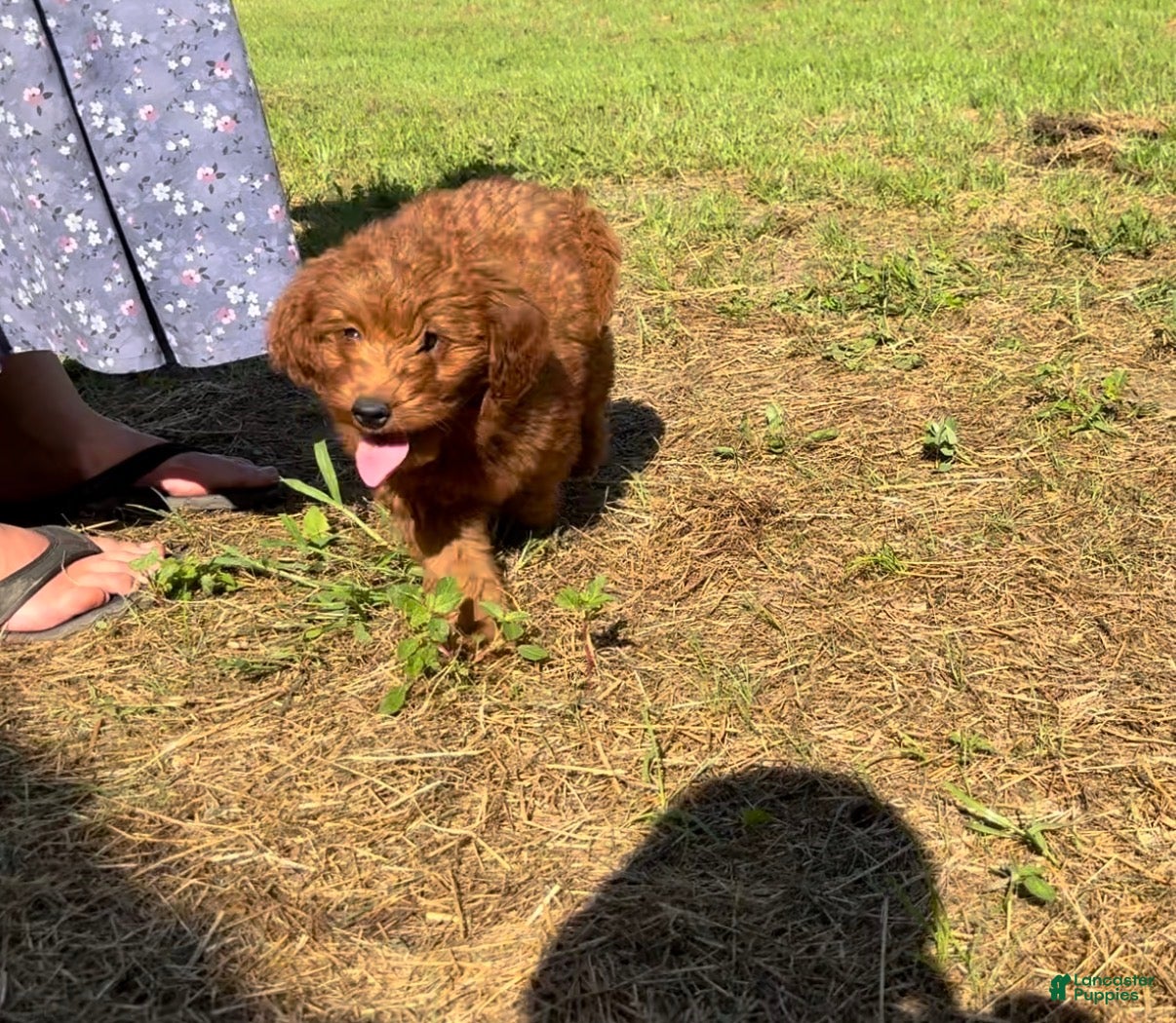 Mini Goldendoodle dogs Cora - Ad 2