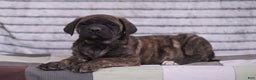 English Mastiff dogs for sale: Fern - Ad 2