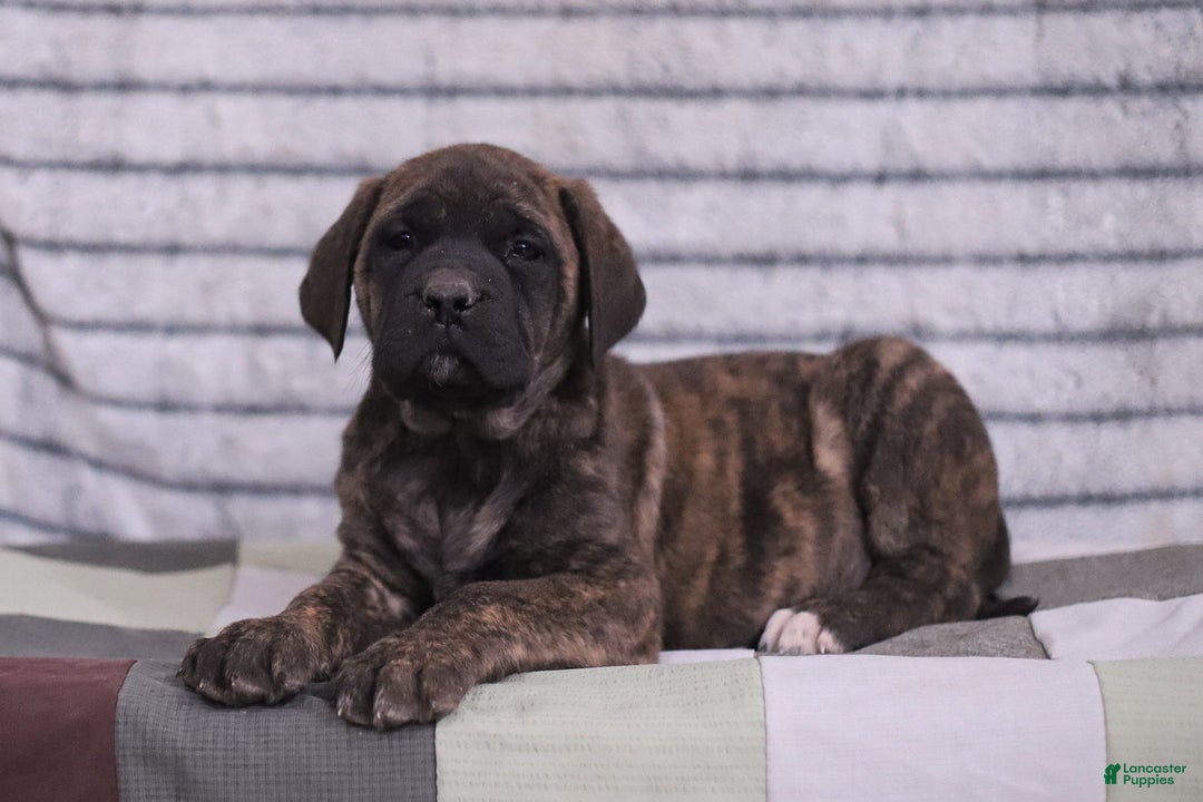 English Mastiff dogs for sale: Fern - Ad 2