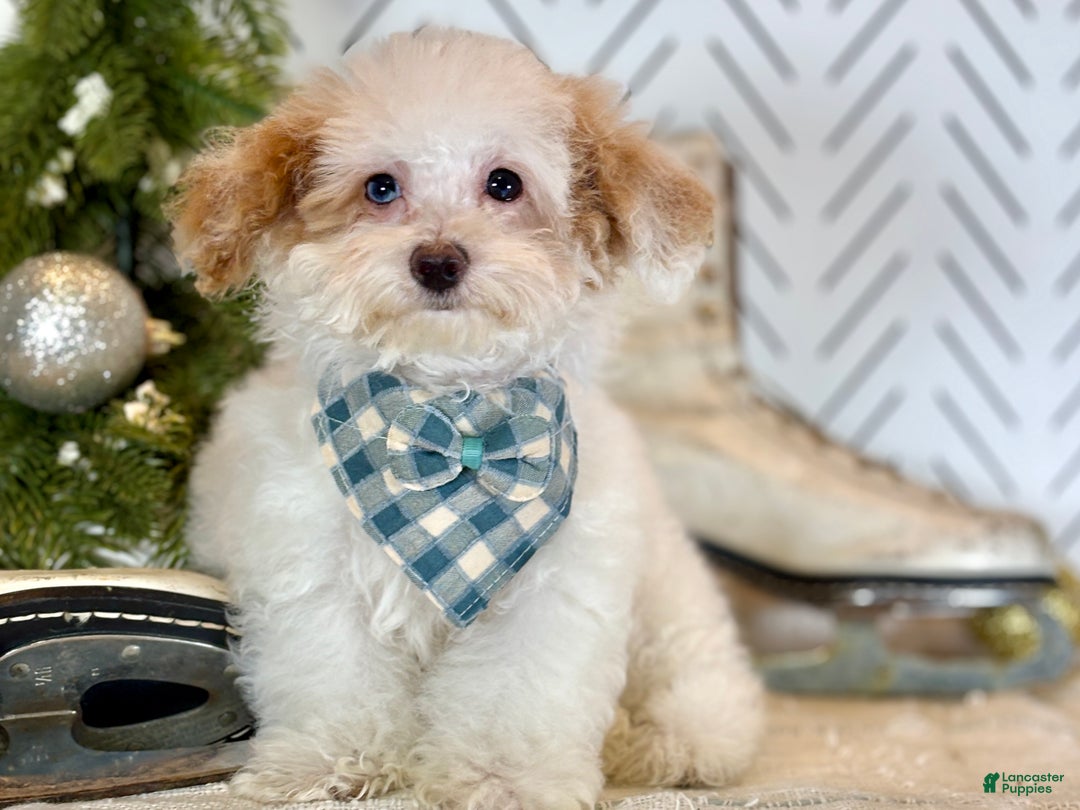 Toy Poodle dogs for sale: Blizzard - Ad 9