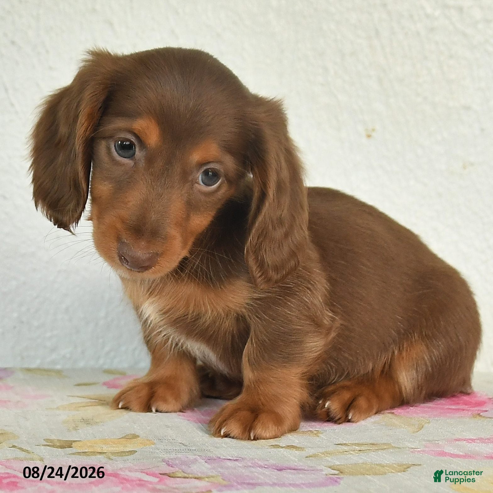 Miniature Dachshund dogs Lucky - Ad 2