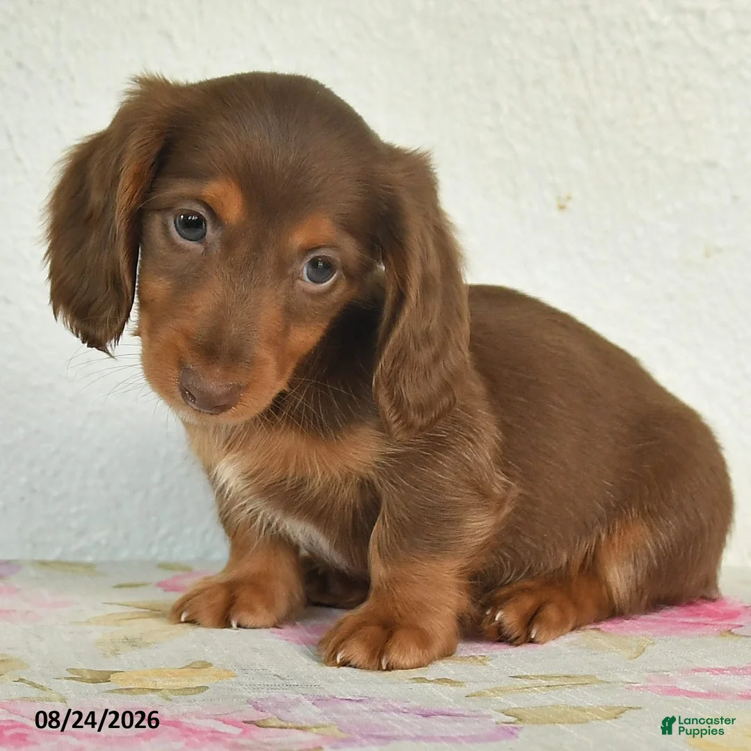 Miniature Dachshund dogs for sale: Lucky - Ad 2