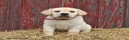 Labrador Retriever dogs for sale: Pansy - Ad 4
