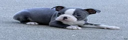 Boston Terrier dogs for sale: Duke - Ad 6