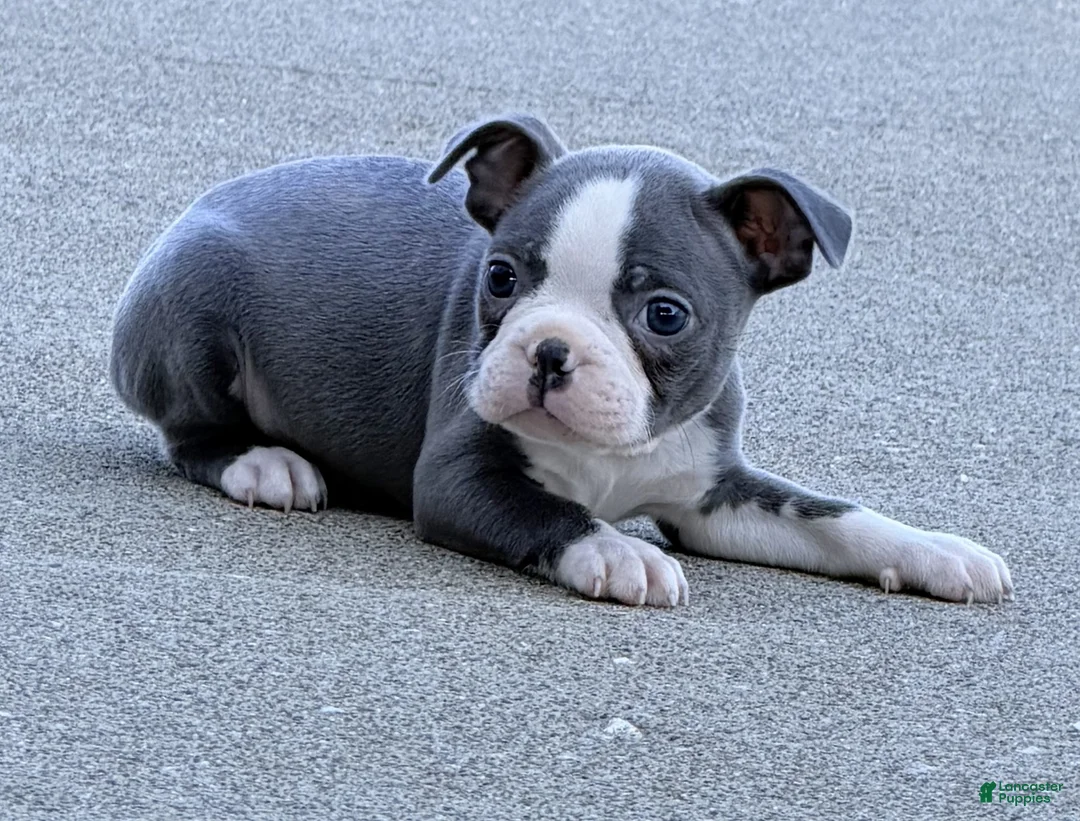 Boston Terrier dogs for sale: Duke - Ad 6