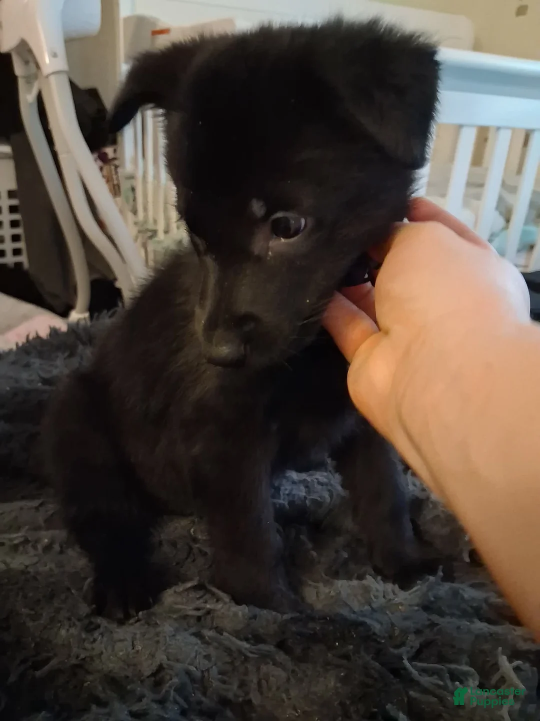 German Shepherd dogs for sale: Kali 💜 - Ad 2