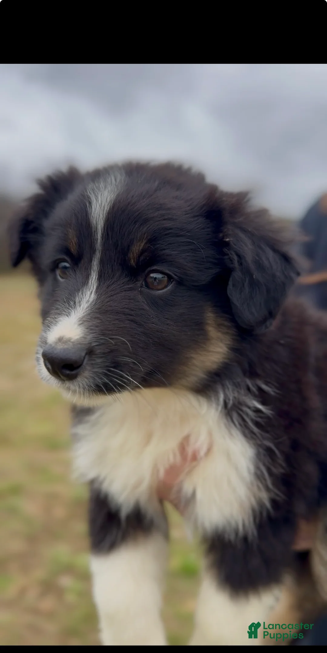 Miniature Australian Shepherd dogs for sale: Odin - Ad 4