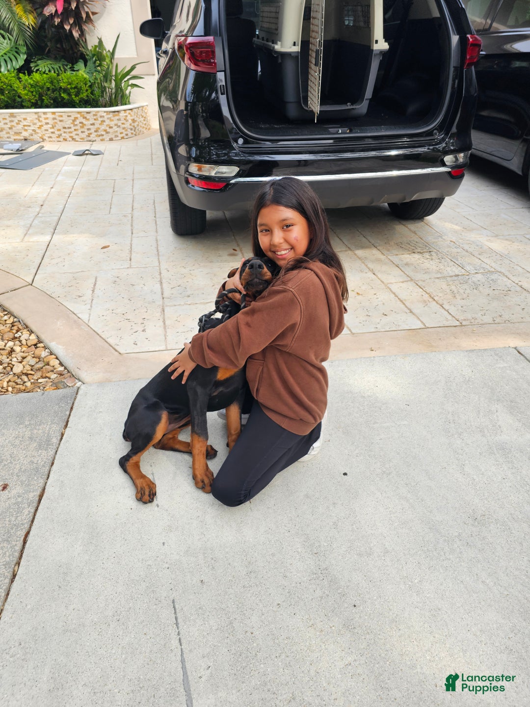 Doberman Pinscher dogs for sale: Black Female - Ad 8