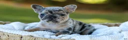 French Bulldog dogs for sale: Darla - Blue Merle - Ad 1