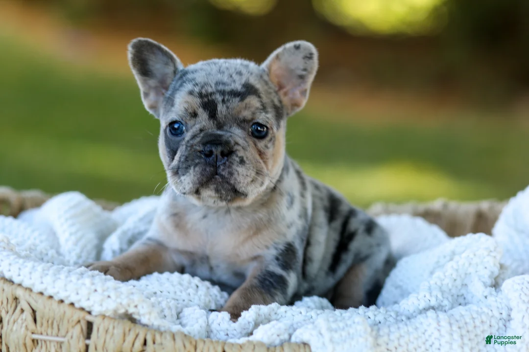 French Bulldog dogs for sale: Darla - Blue Merle - Ad 1