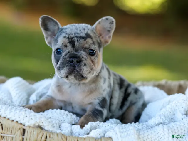 French Bulldog dogs for sale: Darla - Blue Merle - Ad 1