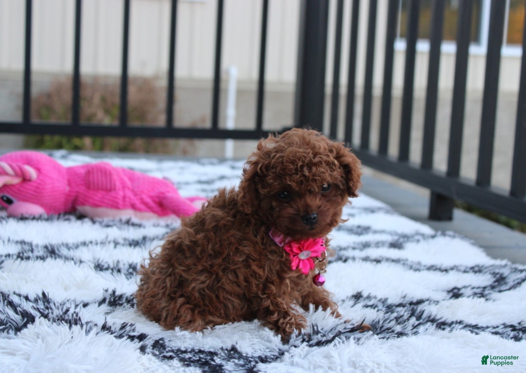 Toy Poodle dogs for sale: Bella - Ad 19