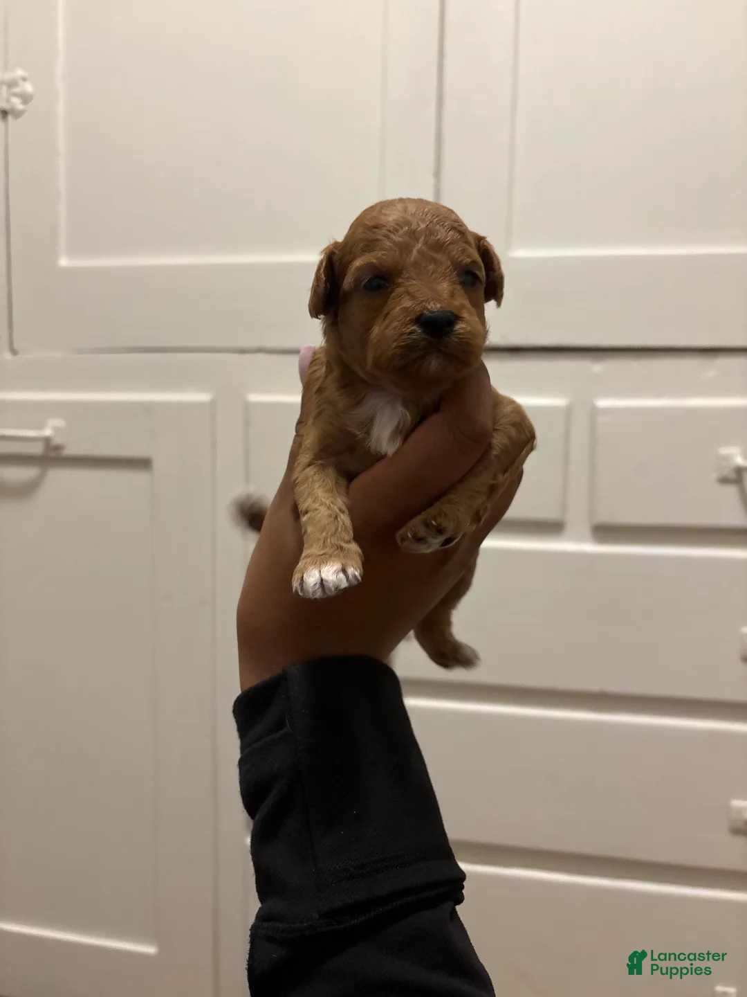 Mini Goldendoodle dogs for sale: Mini Goldendoodle 1 - Ad 2