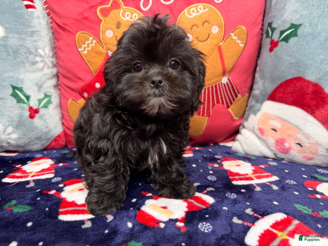 Malshi dogs for sale: Daiyu - Ad 3