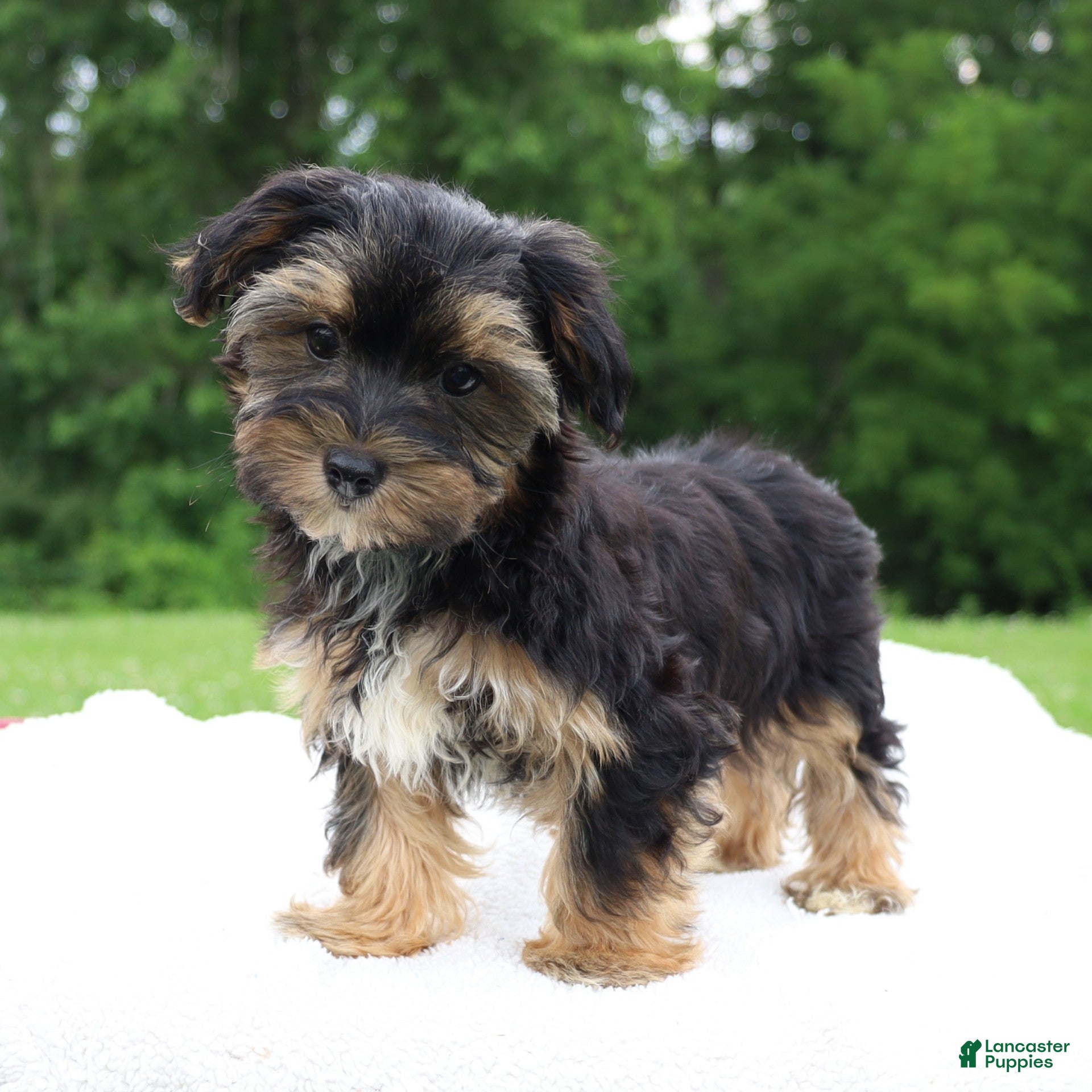 Morkie dogs Colby - Ad 2