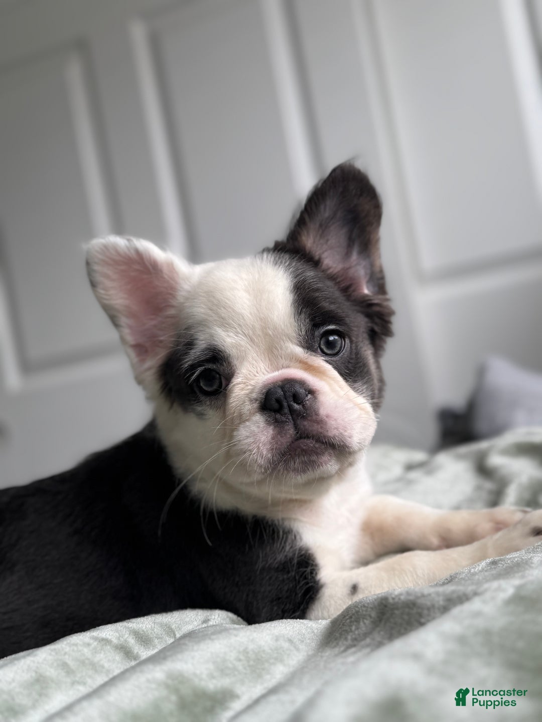 French Bulldog dogs for sale: Fluffy Blue Irish Pied Boy - Ad 1