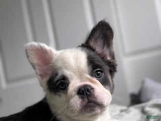 French Bulldog dogs Fluffy Blue Irish Pied Boy - Ad 1