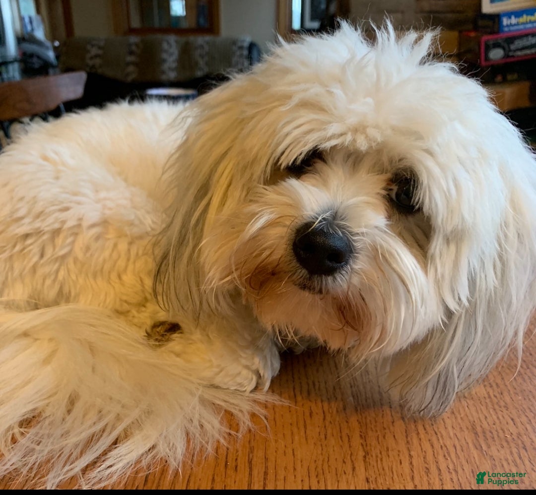 Coton De Tulear dogs for sale: Coton De Tulear Puppy 1 - Ad 8