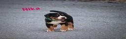 Greater Swiss Mountain Dog dogs for sale: Nika - Ad 5