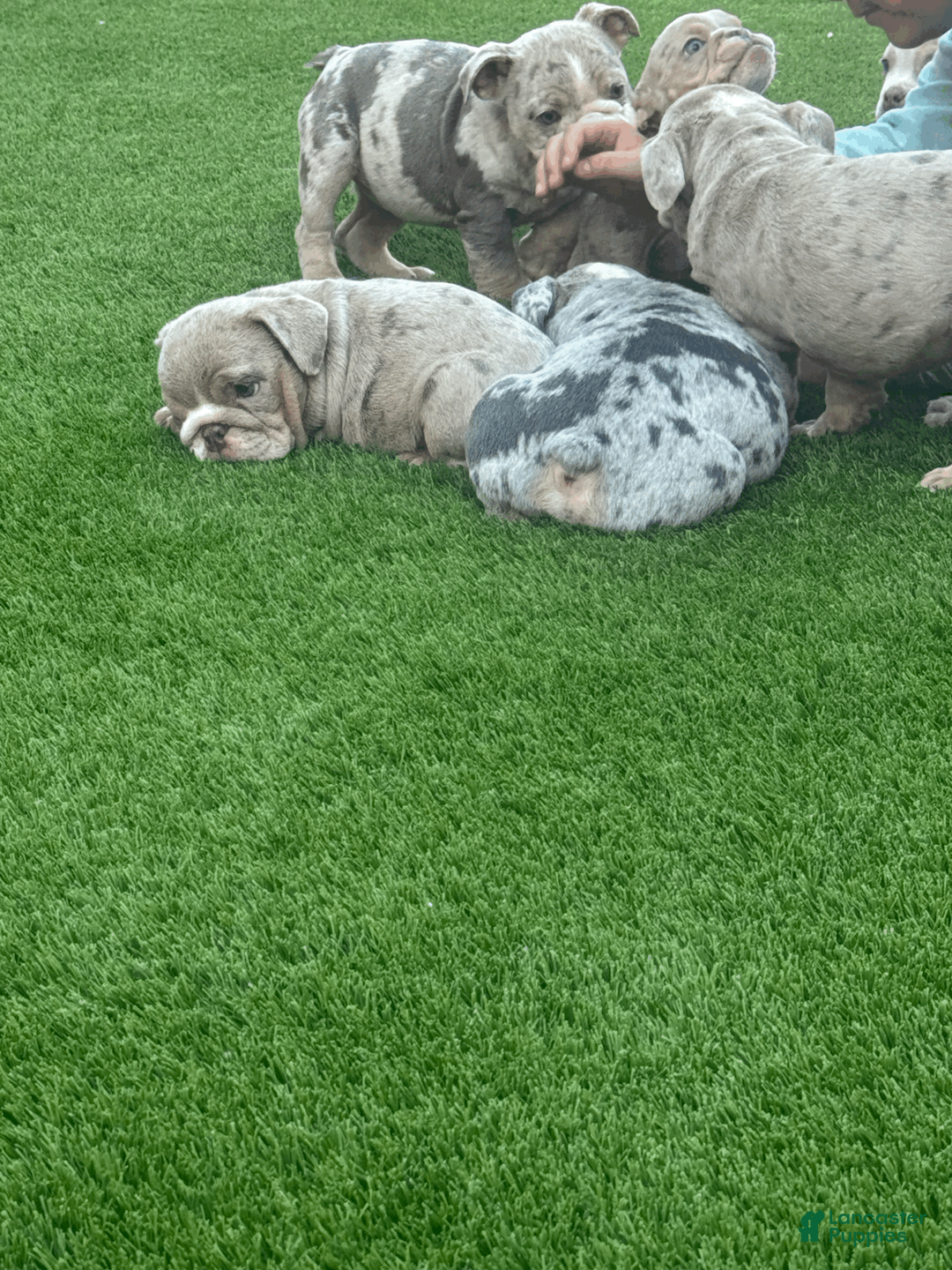 English Bulldog dogs for sale: Strawberry - Ad 2